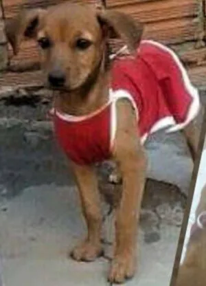 Cachorro raça a melhor idade 2 a 6 meses nome babi