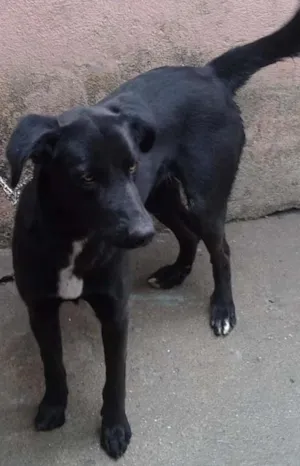 Cachorro raça Vira lata idade 1 ano nome Mel
