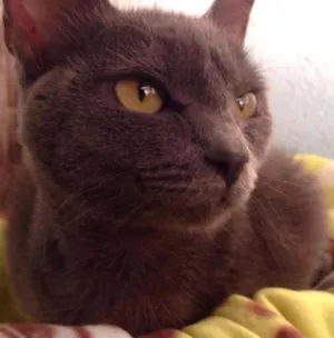 Gato raça SRD idade 2 a 6 meses nome Shana