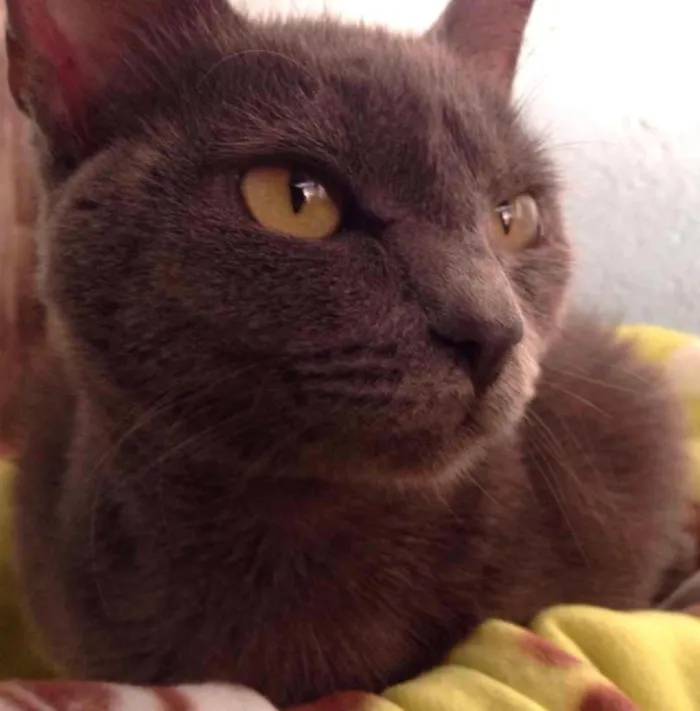 Gato ra a SRD idade 2 a 6 meses nome Shana