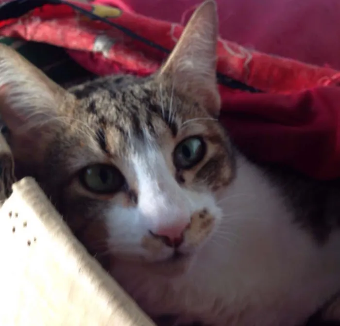 Gato ra a SRD idade 7 a 11 meses nome Willy