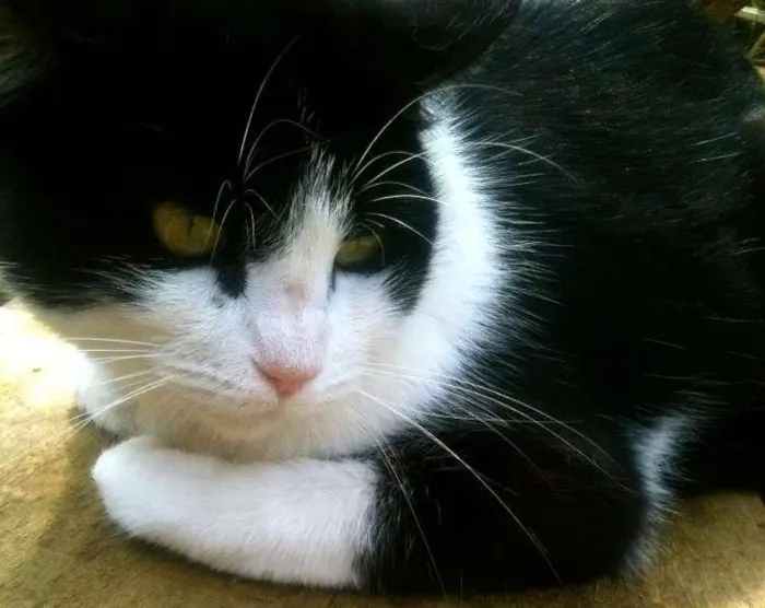 Gato ra a SRD idade 7 a 11 meses nome Felix