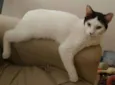 Maya 