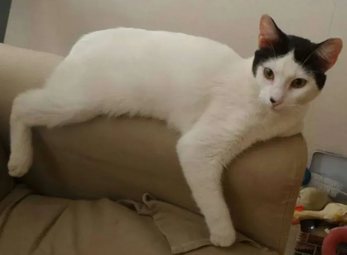 Gato ra a SRD idade 2 a 6 meses nome Maya 