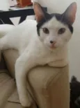 Maya 