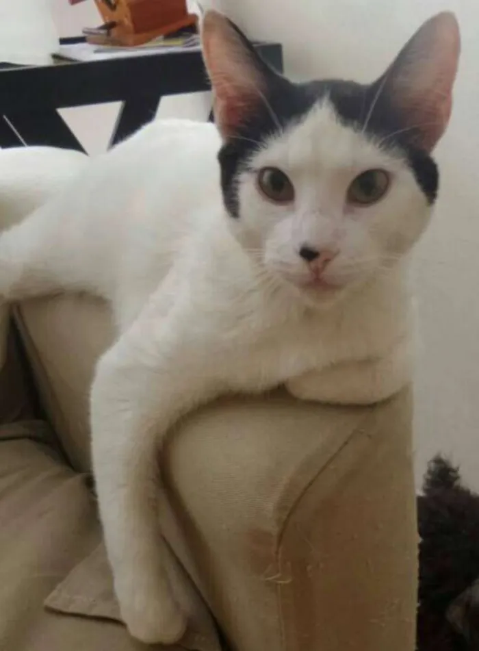 Gato ra a SRD idade 2 a 6 meses nome Maya 