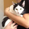 Maya 