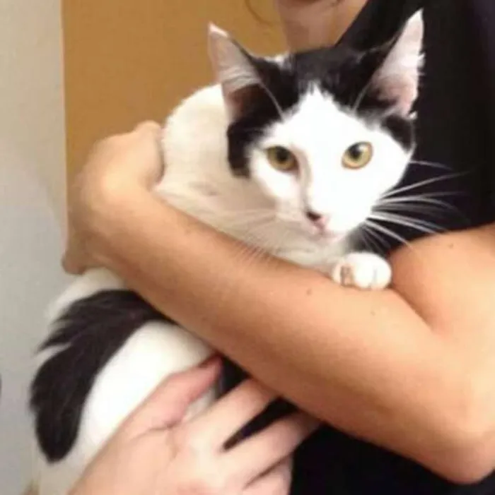 Gato ra a SRD idade 2 a 6 meses nome Maya 