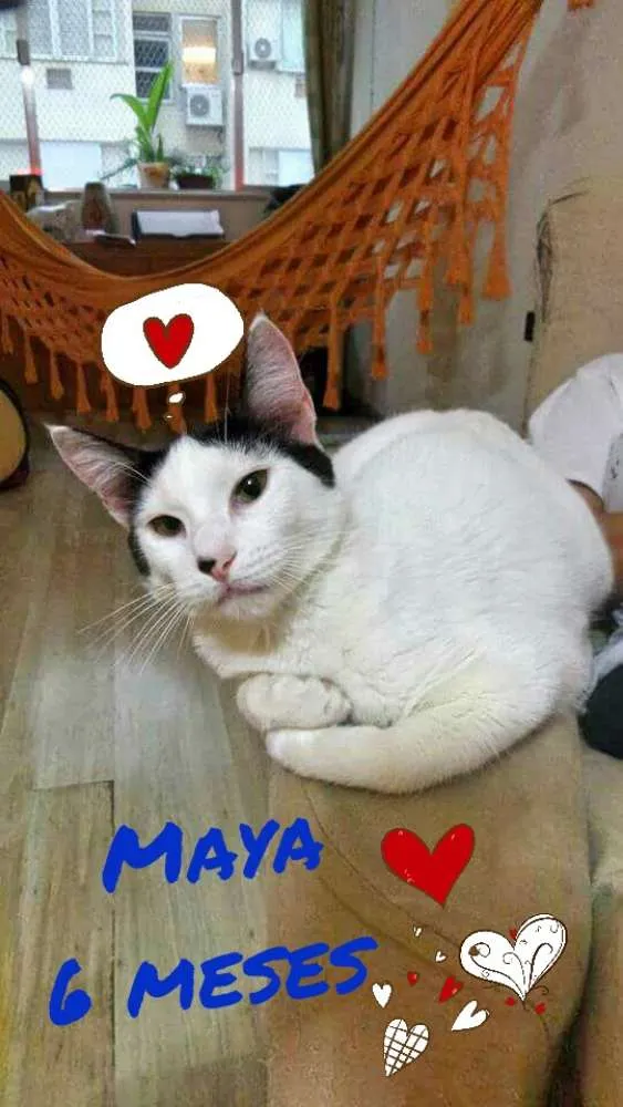 Gato ra a SRD idade 2 a 6 meses nome Maya 