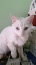 Bianco