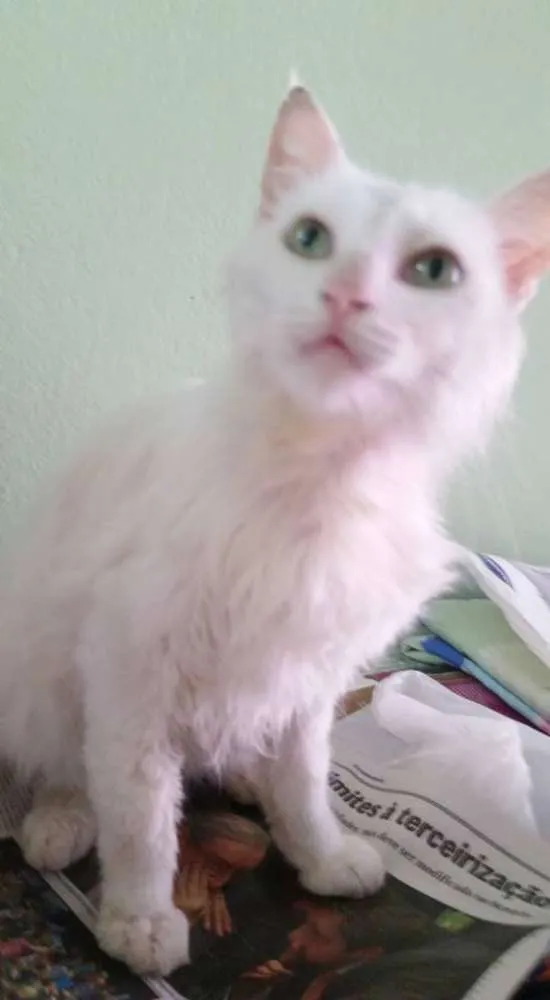 Gato ra a SRD idade 2 a 6 meses nome Bianco