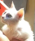 Bianco