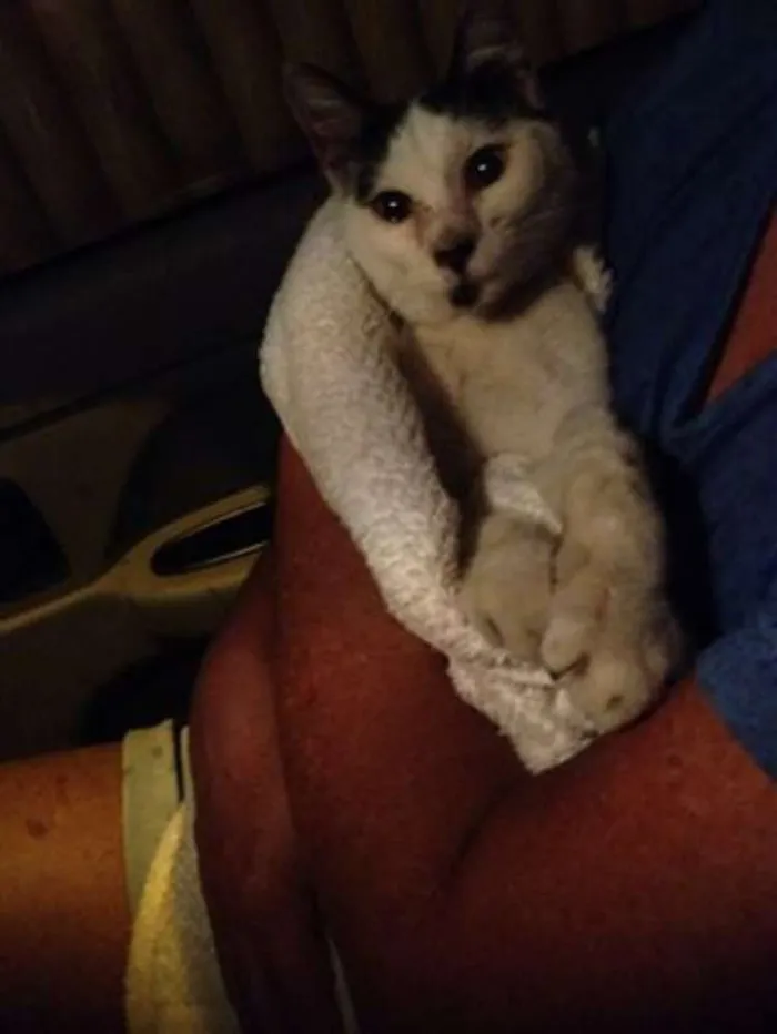 Gato ra a SRD idade 7 a 11 meses nome Mio