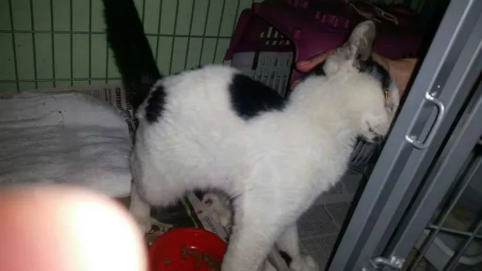 Gato ra a SRD idade 7 a 11 meses nome Mio