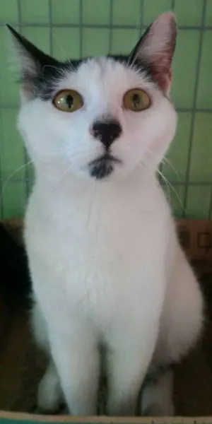 Gato raça SRD idade 7 a 11 meses nome Mio