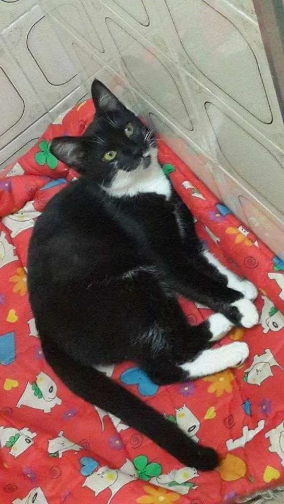 Gato ra a SRD idade 2 a 6 meses nome Mila