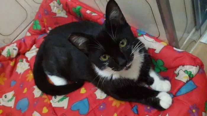 Gato ra a SRD idade 2 a 6 meses nome Mila