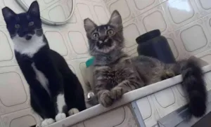 Gato raça SRD idade 2 a 6 meses nome Bluma