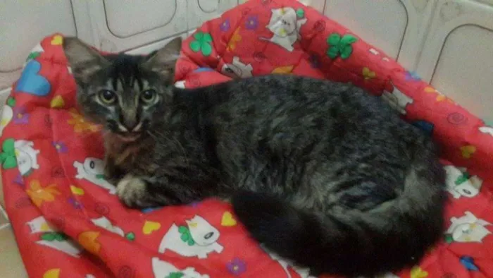 Gato ra a SRD idade 2 a 6 meses nome Bluma