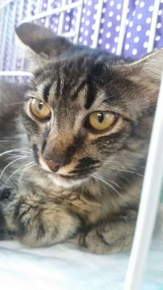 Gato ra a SRD idade 2 a 6 meses nome Bluma