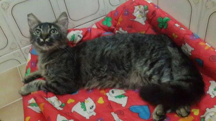 Gato ra a SRD idade 2 a 6 meses nome Bluma