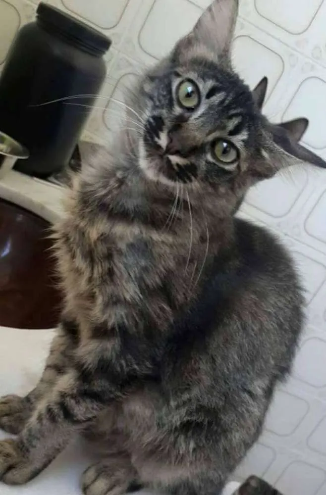 Gato ra a SRD idade 2 a 6 meses nome Bluma