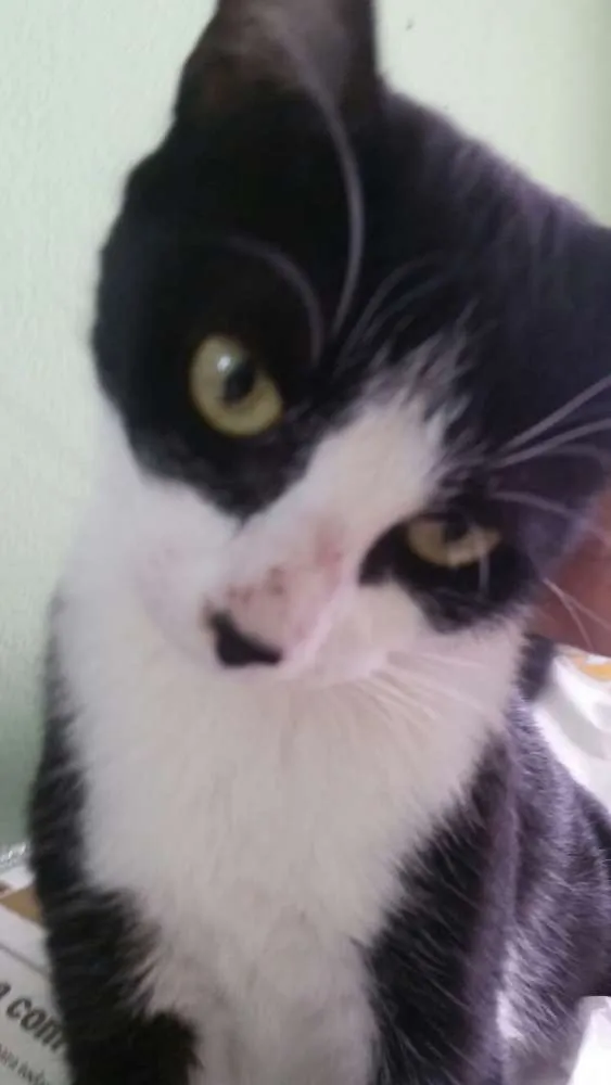 Gato ra a SRD idade 7 a 11 meses nome Lua