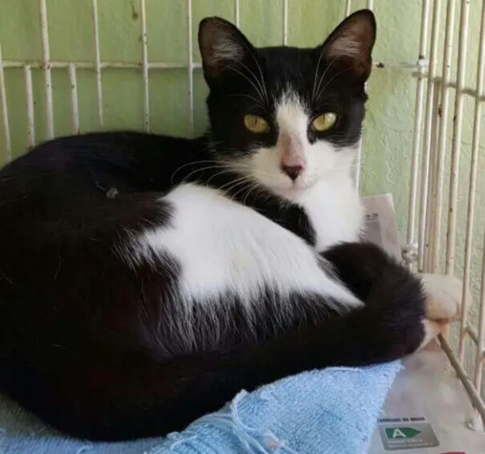 Gato ra a SRD idade 7 a 11 meses nome Lua