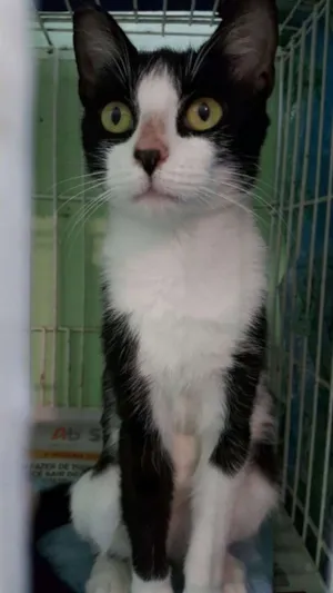 Gato raça SRD idade 7 a 11 meses nome Lua