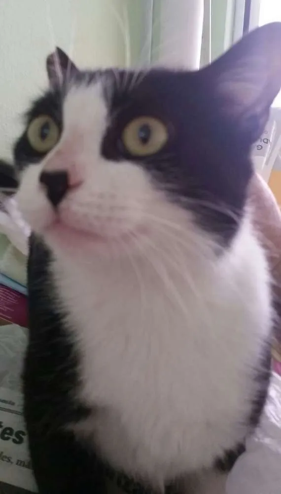 Gato ra a SRD idade 7 a 11 meses nome Lua