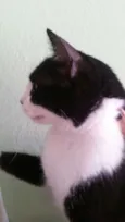 Lua