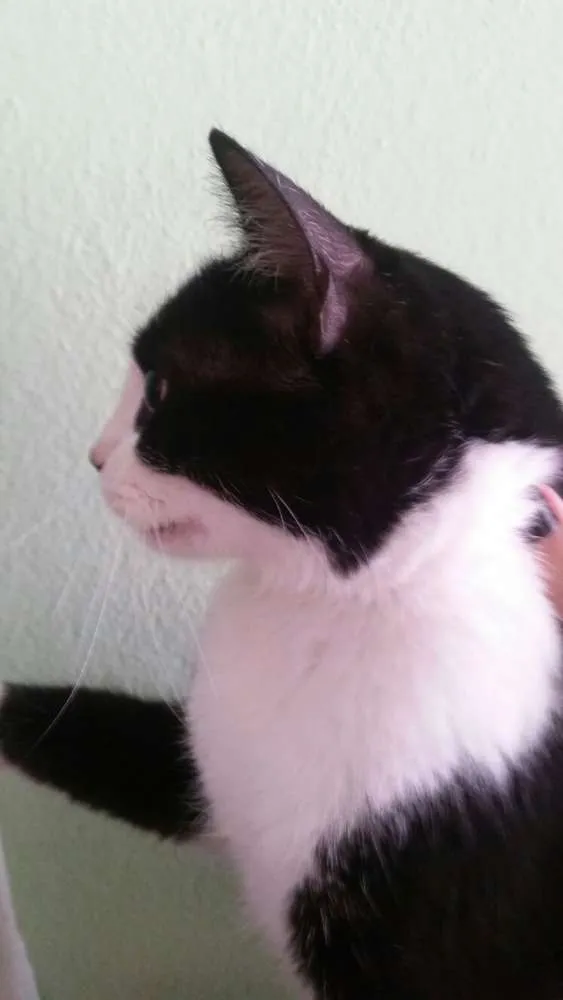 Gato ra a SRD idade 7 a 11 meses nome Lua
