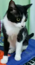 Lua