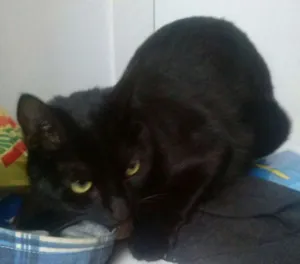 Gato raça SRD idade 1 ano nome Nina