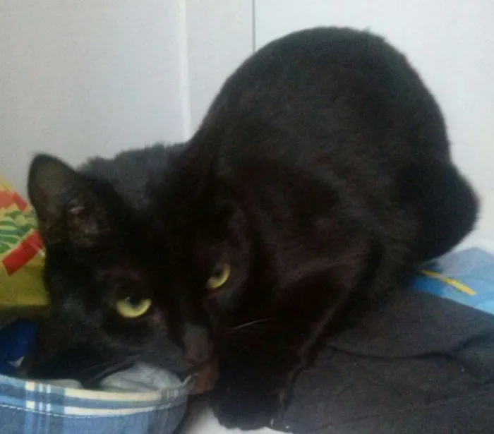 Gato ra a SRD idade 1 ano nome Nina