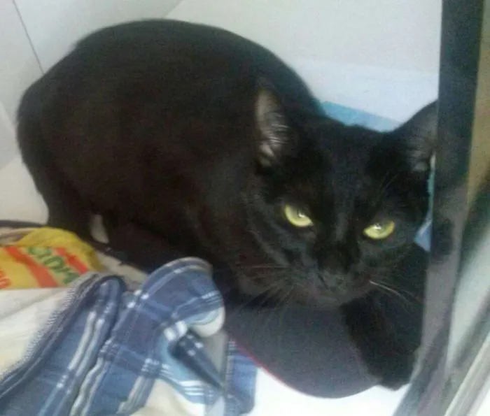 Gato ra a SRD idade 1 ano nome Nina