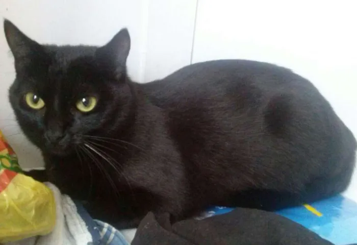 Gato ra a SRD idade 1 ano nome Nina