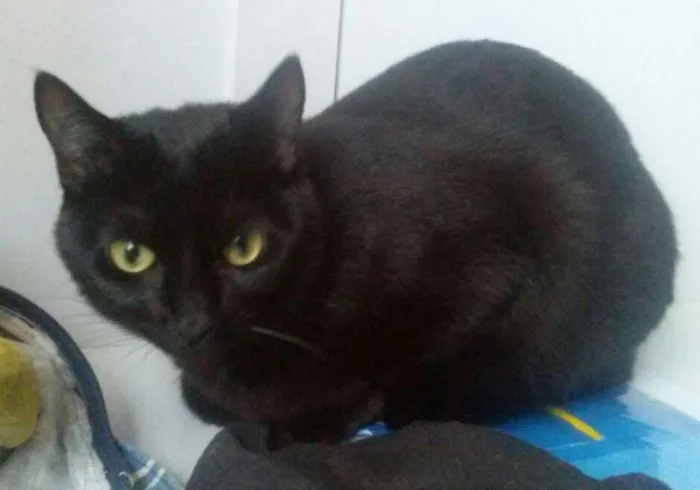 Gato ra a SRD idade 1 ano nome Nina