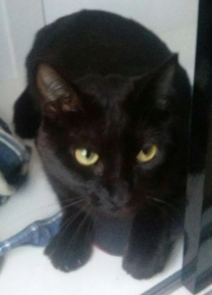 Gato ra a SRD idade 1 ano nome Nina