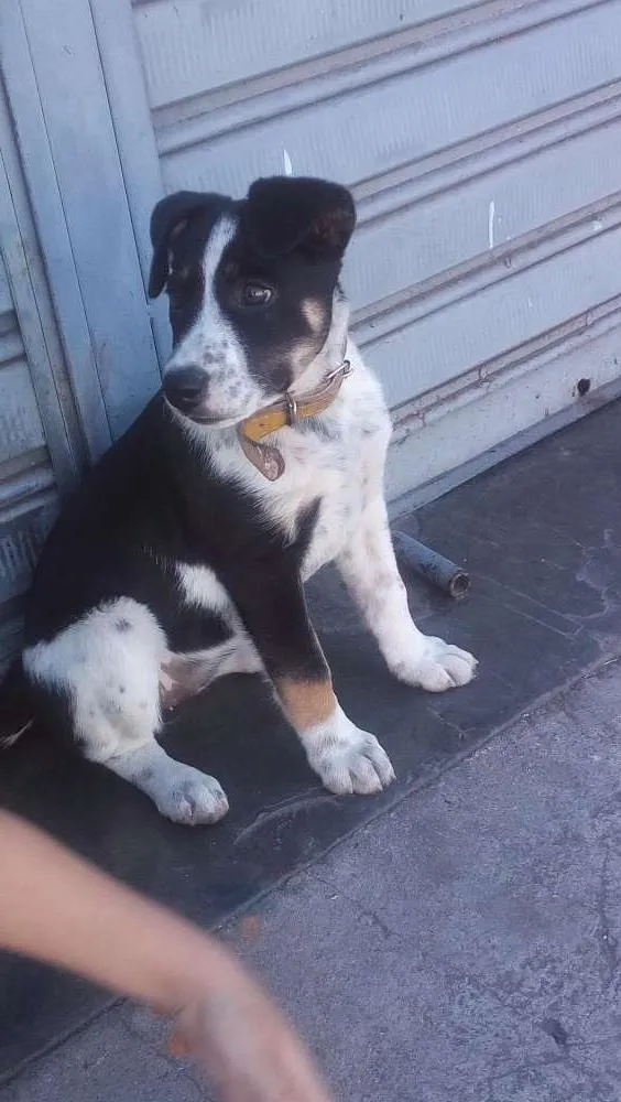 Cachorro raça Blue hiller mixto idade 2 a 6 meses nome Luna