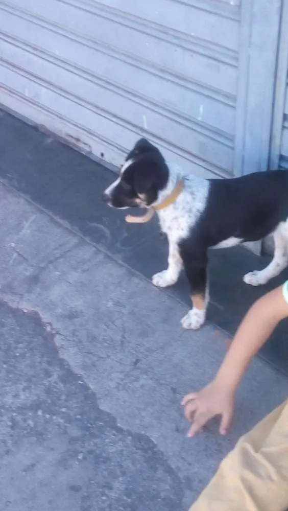 Cachorro raça Blue hiller mixto idade 2 a 6 meses nome Luna