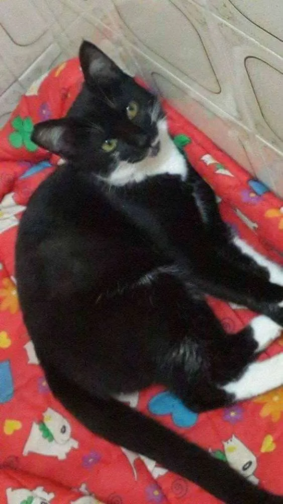 Gato ra a SRD idade 2 a 6 meses nome Mila