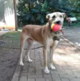 Lobão