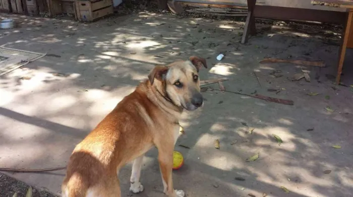 Cachorro ra a SRD idade 2 anos nome Lobão