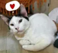 Maya 