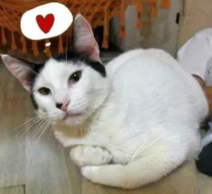Gato raça SRD idade 2 a 6 meses nome Maya 