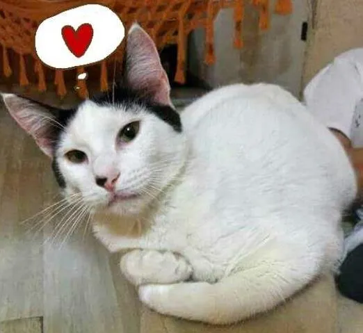 Gato ra a SRD idade 2 a 6 meses nome Maya 