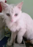 Bianco