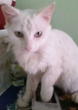 Gato raça SRD idade 2 a 6 meses nome Bianco