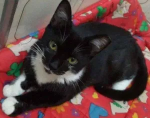 Gato raça SRD idade 2 a 6 meses nome Mila